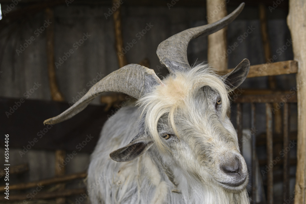 Fototapeta premium goats