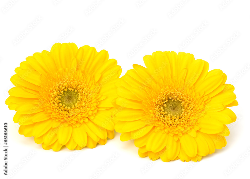 Beautiful daisy gerbera Beautiful daisy gerbera