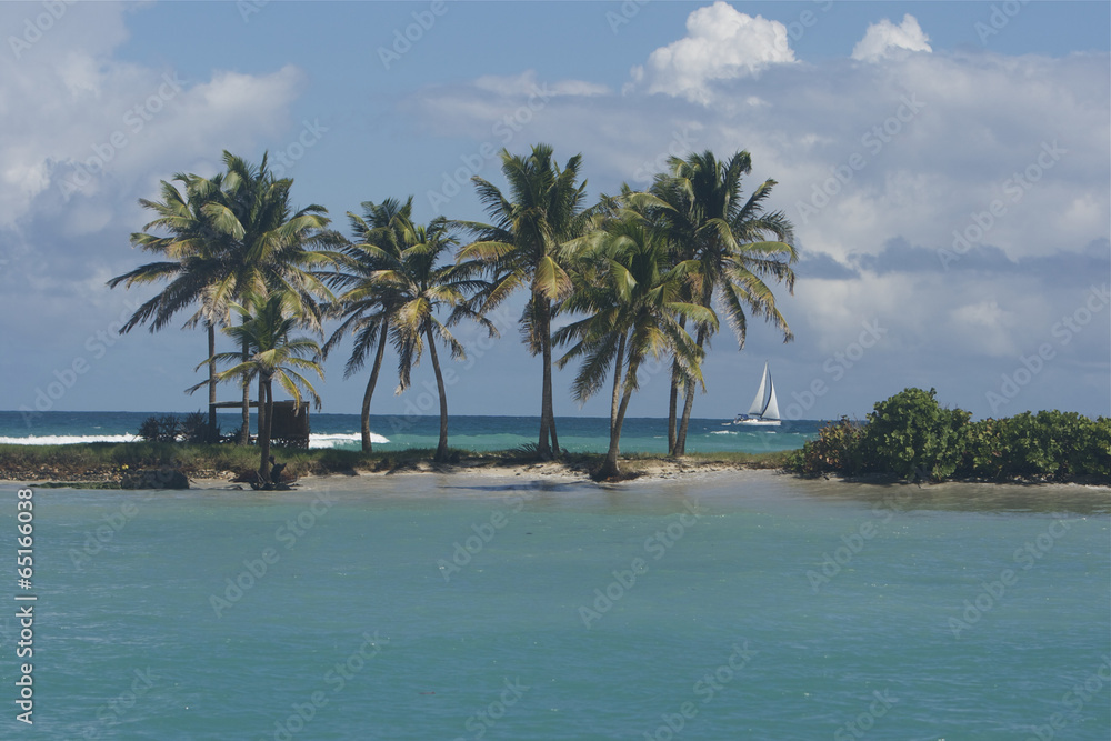palm mayreau saint vincent and the grenadines caribbean 16