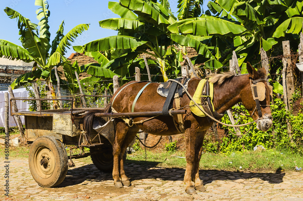 Horse carriage on streets of small colonial town Trinidad Horse carriage on streets of small colonial town Trinidad