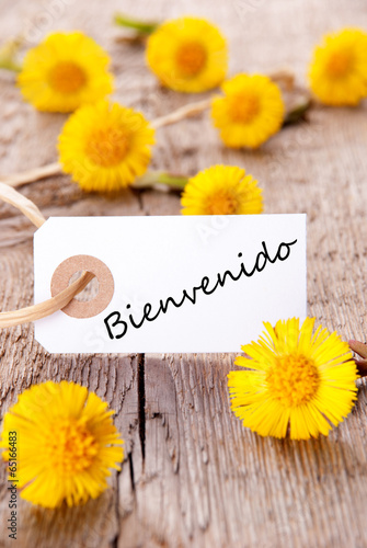 Yellow Flowers with Bienvenido