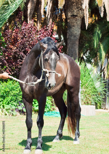 Young Andalusian stallion