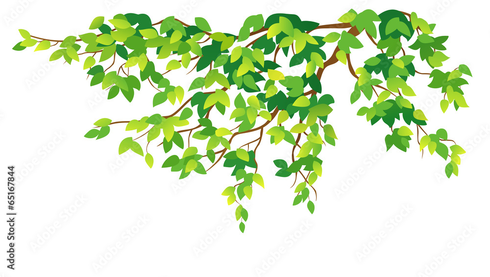Fototapeta premium Green tree branch