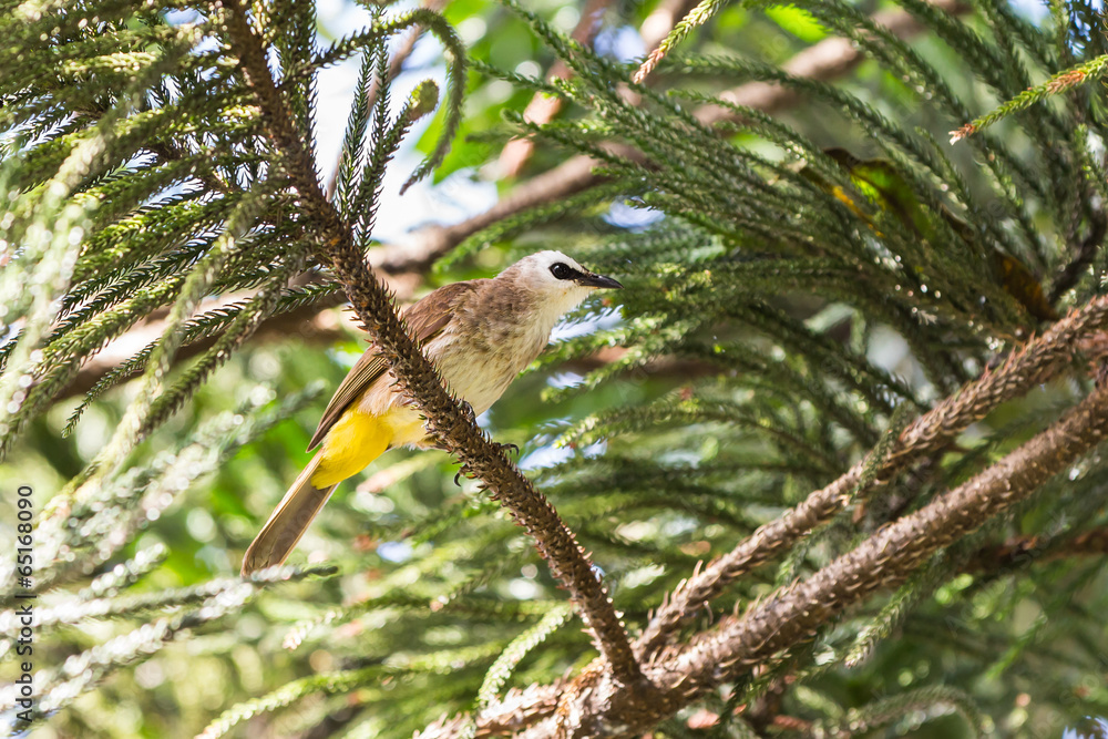Yellow-vented Bulbul bird