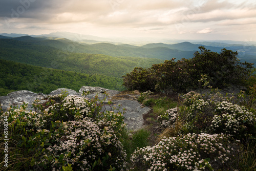 Photography Hawksbill in Bloom
