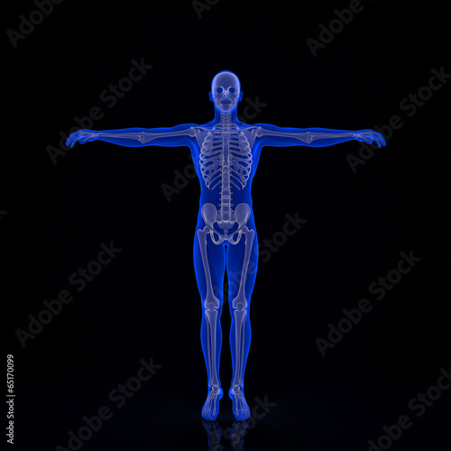 Human skeleton. 3d illustration. Contains clipping path