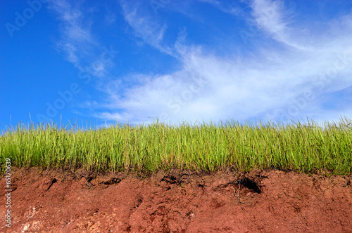 Growing grass in the soil on blue sky background