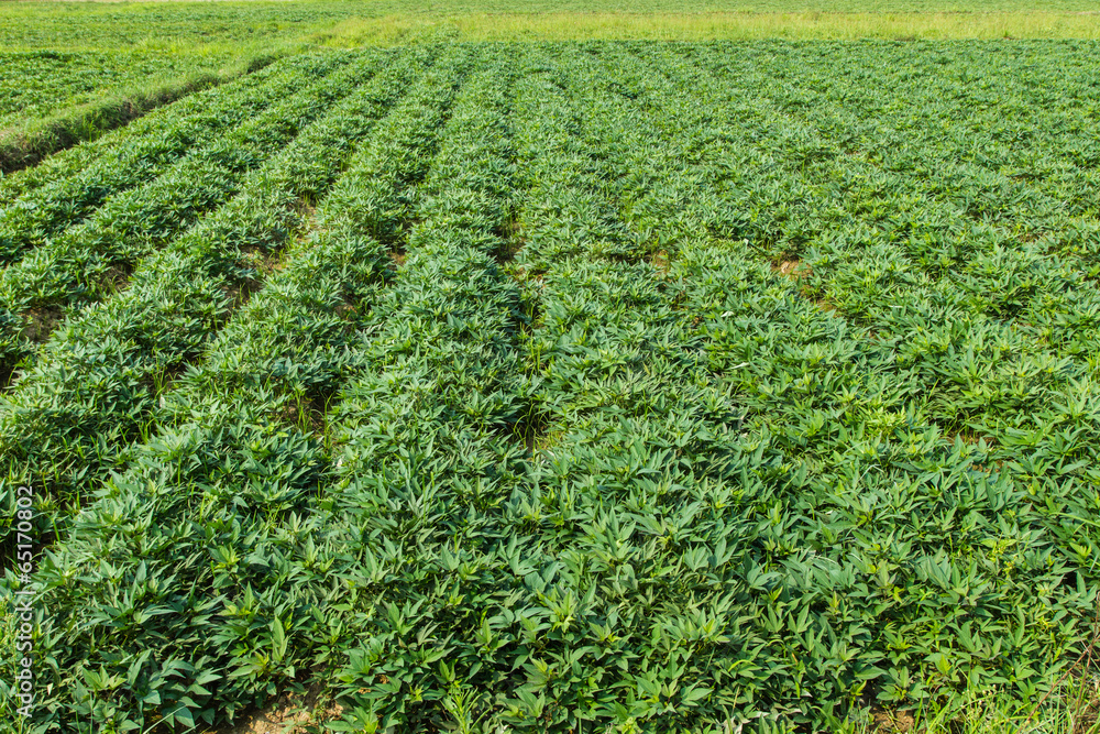 sweet potato crop grow in garden sweet potato crop grow in garden