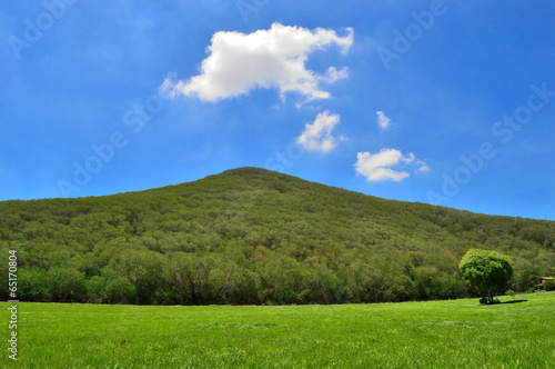 Green meadow in mountain. Composition of nature.