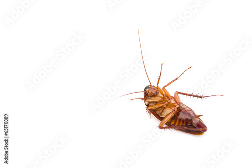 cockroach lying with egg in bottom on white © Freer