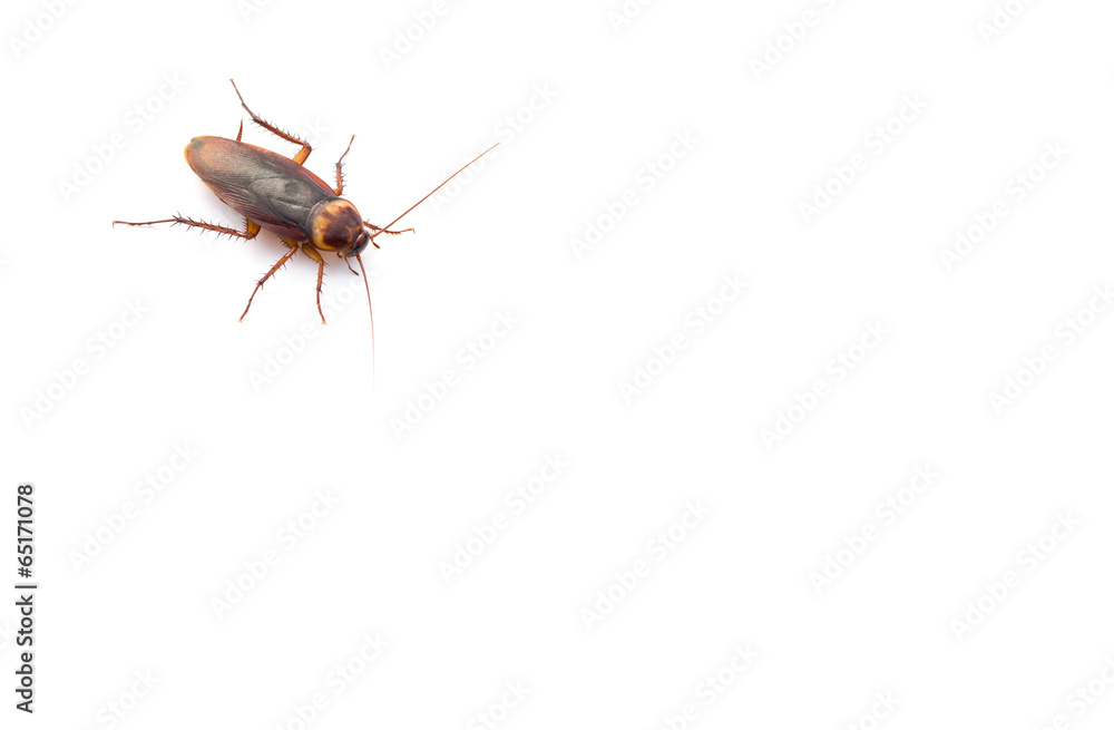 cockroach on white with copy space cockroach on white with copy space