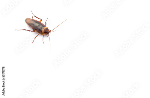 cockroach on white with copy space