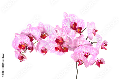 Fototapeta Naklejka Na Ścianę i Meble -  Pink orchid isolated on white