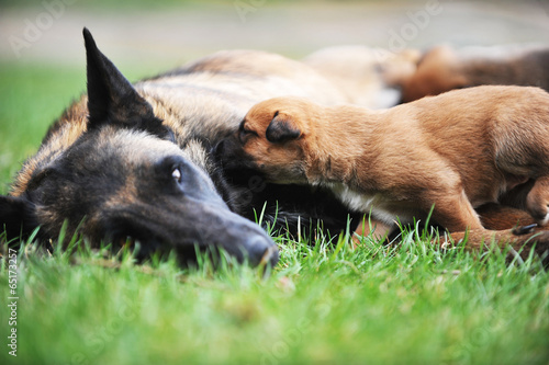 female dog with puppies