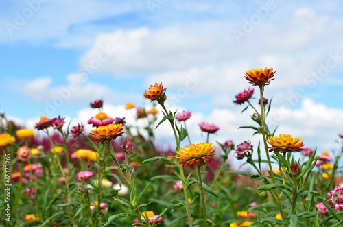 Daisy Flowers © karinkamon
