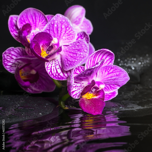 Spa concept of beautiful branches stripped lilac orchid (phalaen