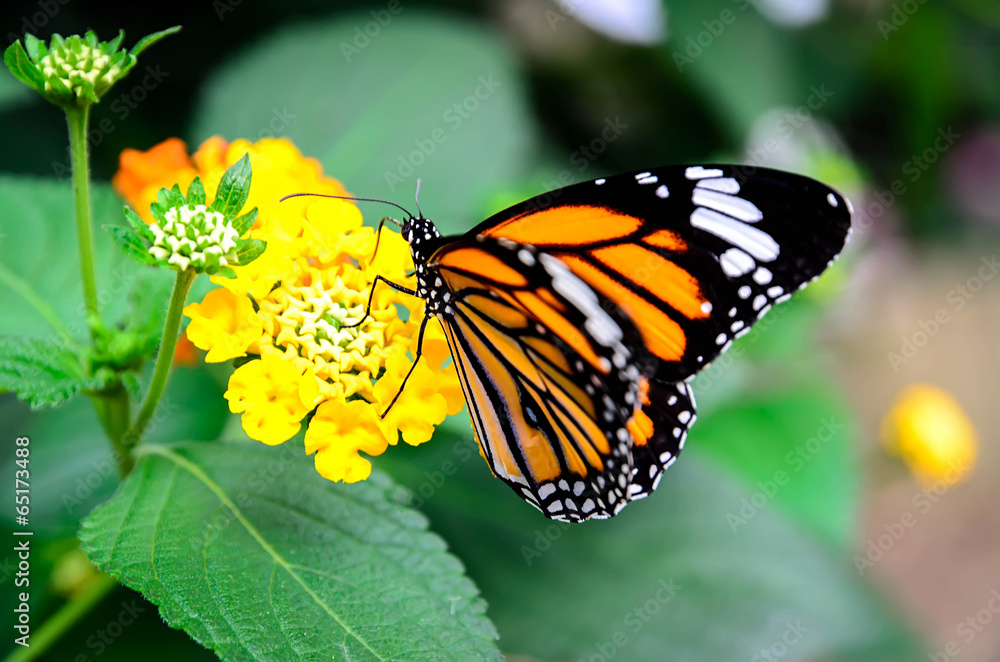 Fototapeta premium Plain tiger butterfly