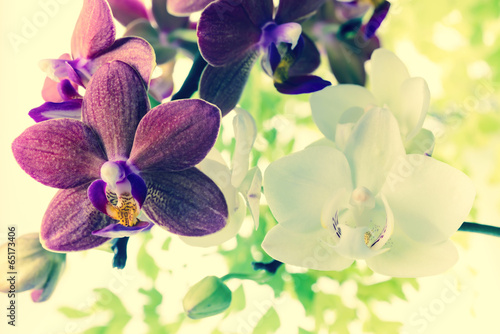 Fototapeta Naklejka Na Ścianę i Meble -  Fantastic deep purple and white of flowers orchid, phalaenosis o