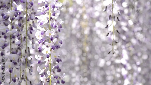 揺らめく藤の花