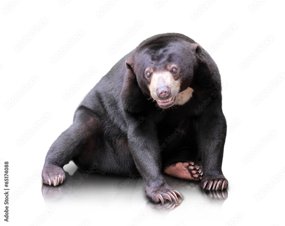 Fototapeta premium malayan sun bear
