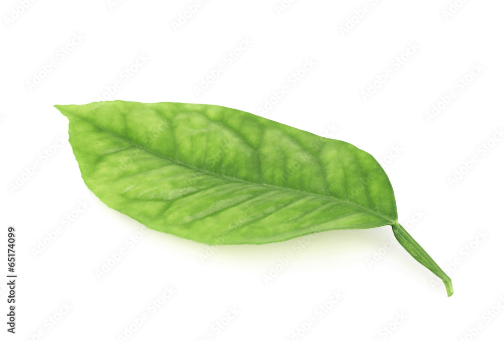 Obraz premium Lemon tree leaf isolated
