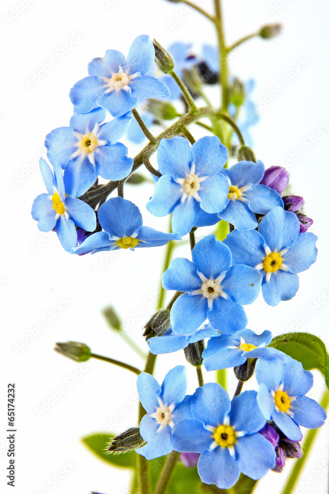 Obraz premium Forget-me-not closeup