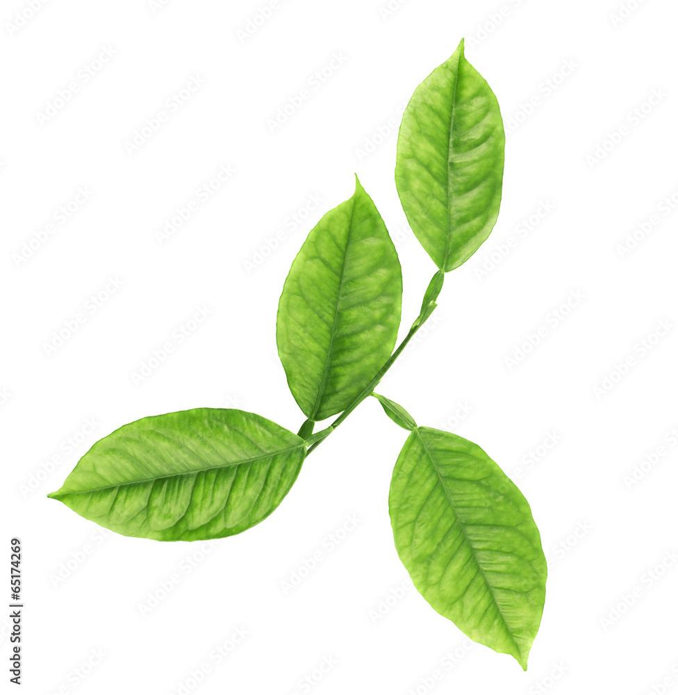 Branch of lemon tree leaves Branch of lemon tree leaves