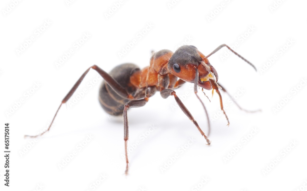 Isolated Red Ant Isolated Red Ant