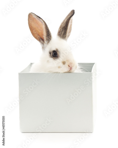 Rabbit in box.