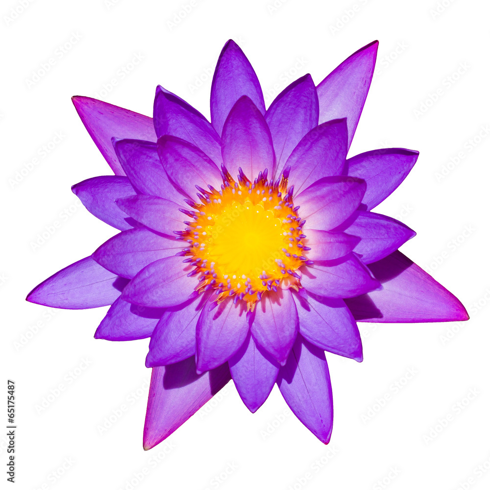 Fototapeta premium A purple lily isolated on a white background.