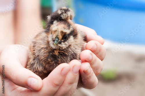 Small chicken in his hands