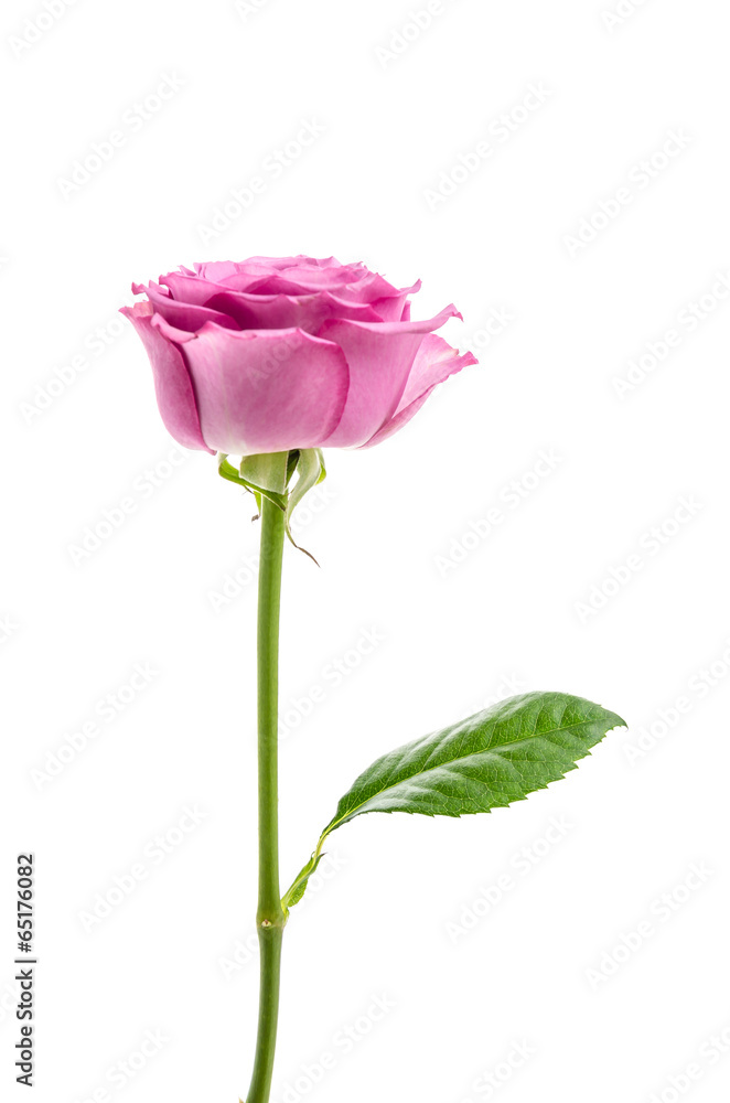 Pink rose isolated on white