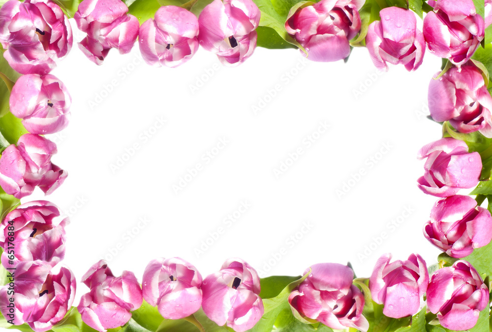 pink tulip pink tulip