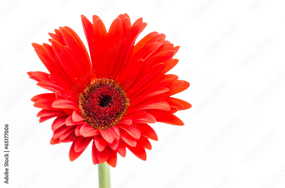 Gerbera Gerbera