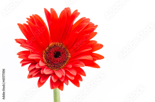 Gerbera