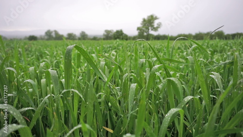 Wheat Field In The Rain
