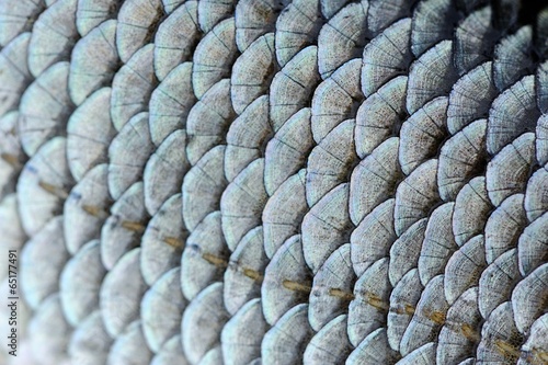 Real Roach Fish Scales Macro Texture