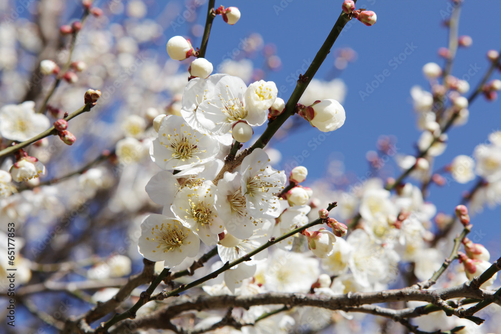 The image of flower The image of flower