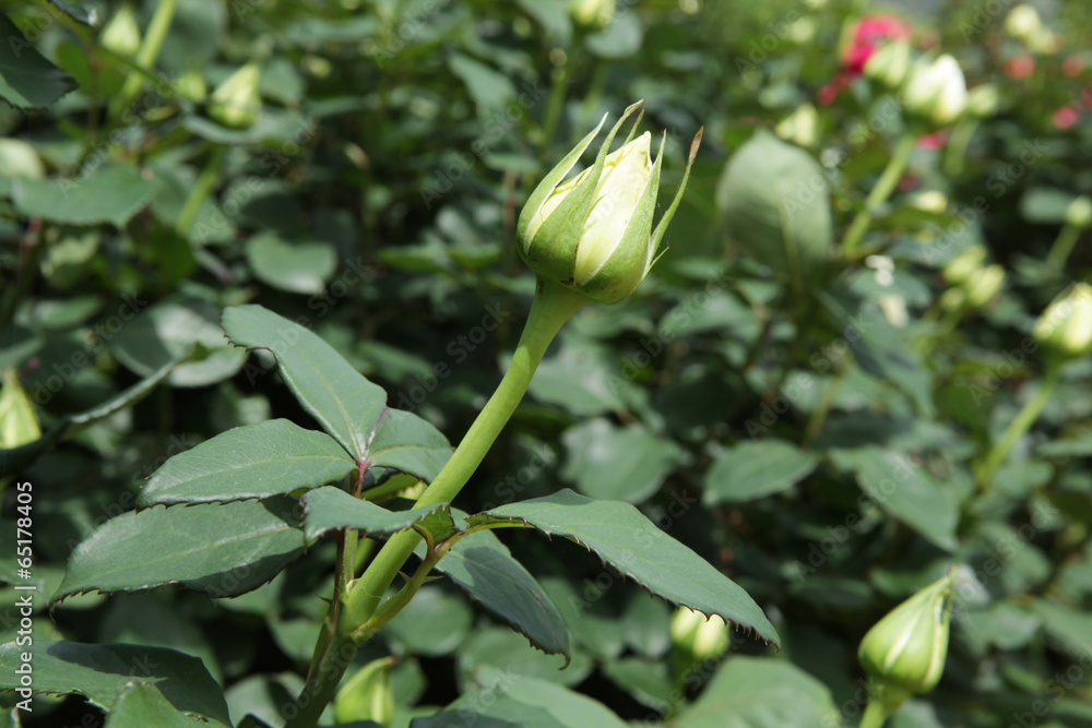 The image of flower The image of flower