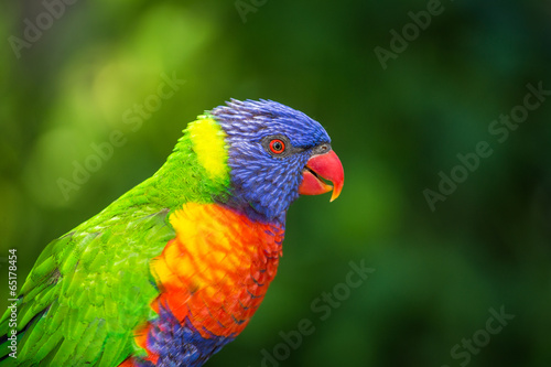 LORI lorikeet © jurra8