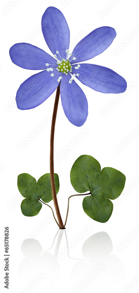 Obraz premium Hepatica Nobilis