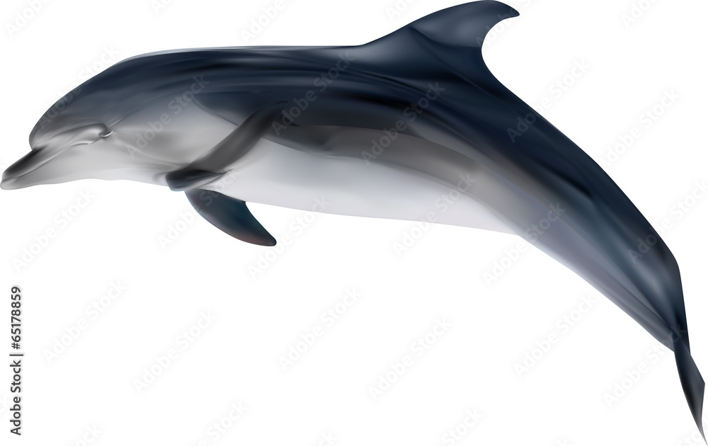 Fototapeta premium grey dolphin on white illustration