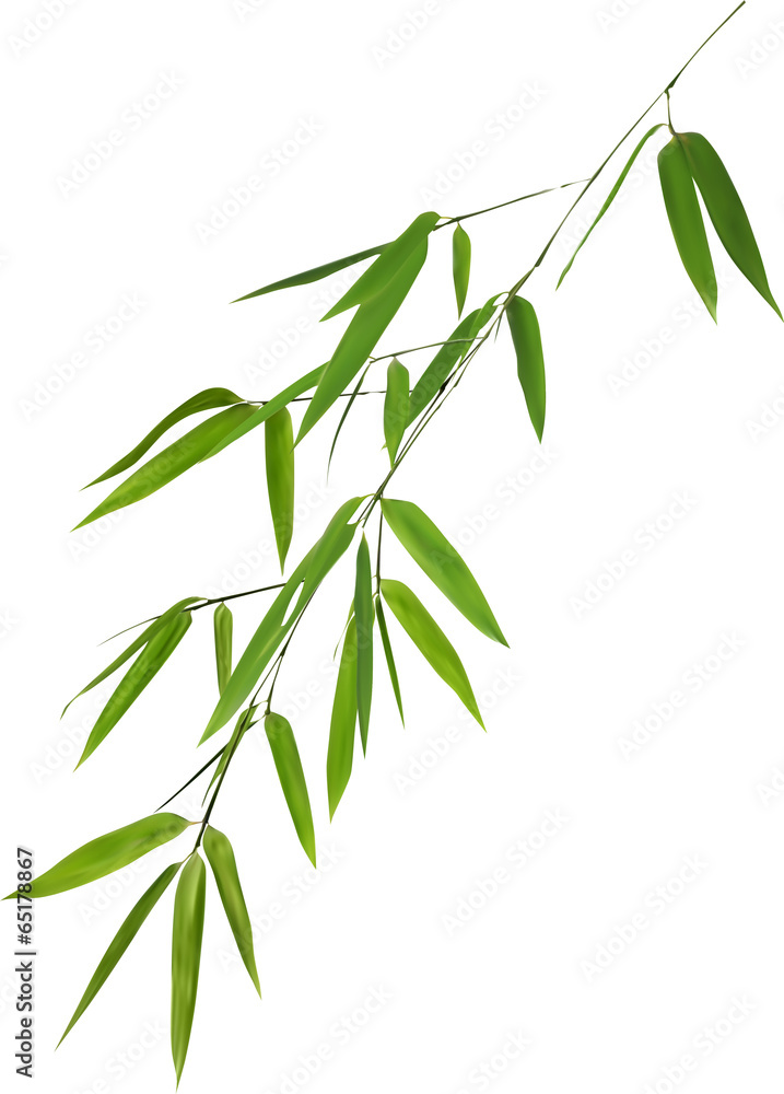 Naklejka premium ilustracja z bujnymi zielonymi liśćmi bambusa