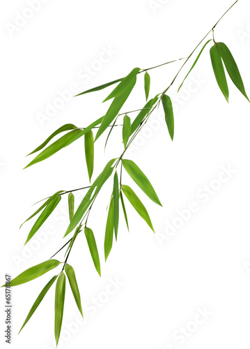 Fototapeta Naklejka Na Ścianę i Meble -  illustration with lush green bamboo foliage