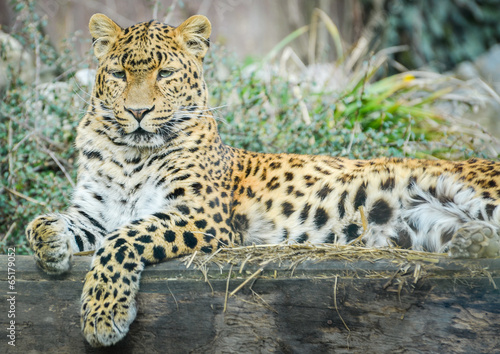 Leopard - Panthera pardus © _jure