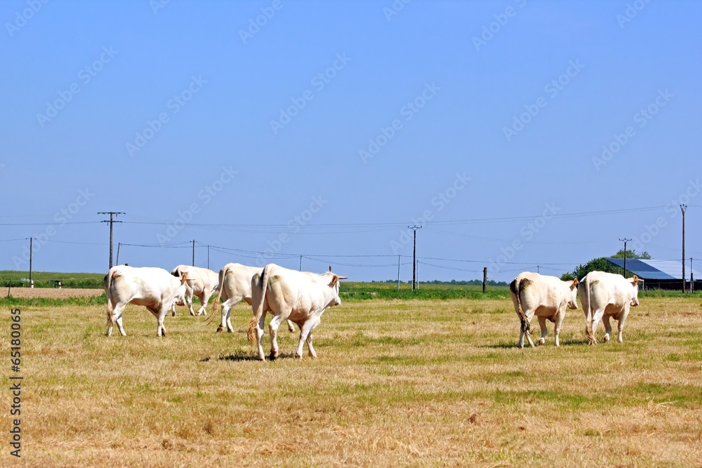 troupeau de vaches de dos, campagne du perche (France) troupeau de vaches de dos, campagne du perche (France)