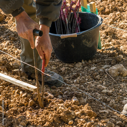 repiquage de vigne