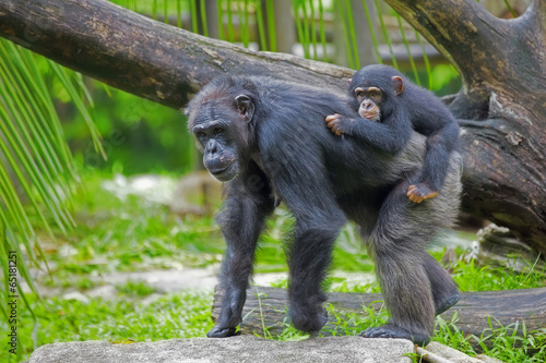 Obraz na plátně Common Chimpanzee