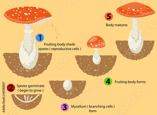 Fungi life cycle