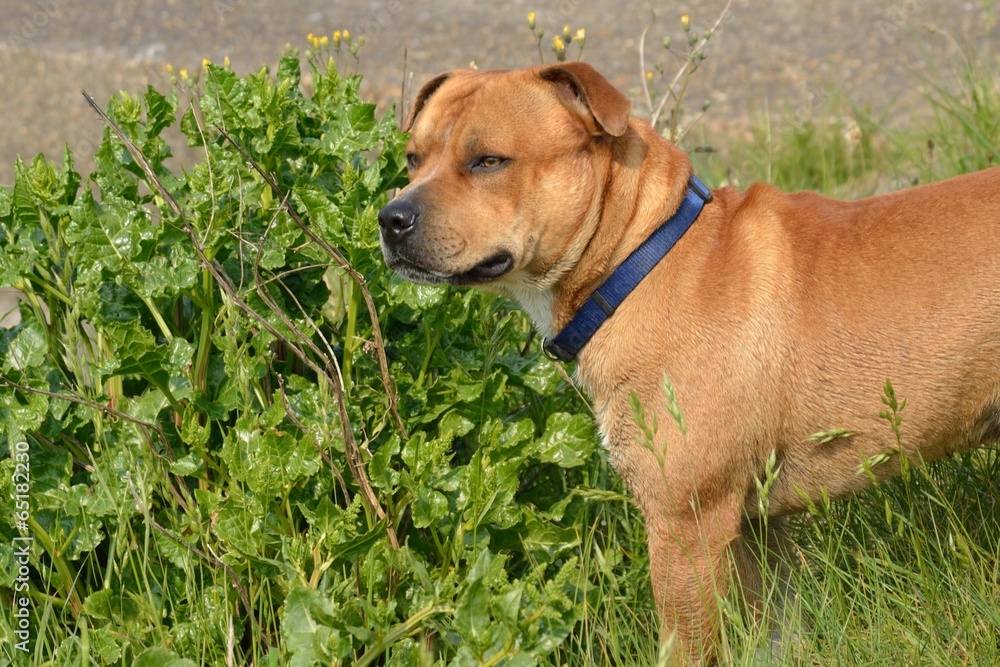 Brown Staffordshire Terrier out on walk